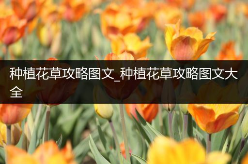 种植花草攻略图文_种植花草攻略图文大全