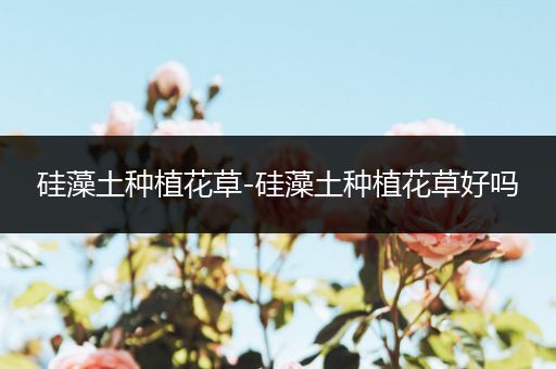 硅藻土种植花草-硅藻土种植花草好吗