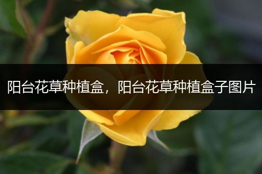 阳台花草种植盒，阳台花草种植盒子图片
