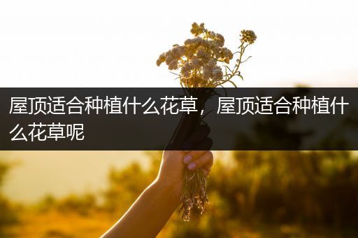屋顶适合种植什么花草，屋顶适合种植什么花草呢