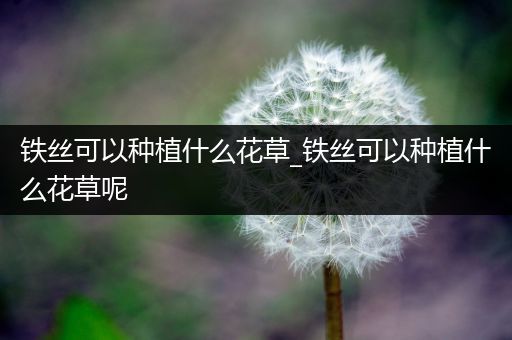 铁丝可以种植什么花草_铁丝可以种植什么花草呢