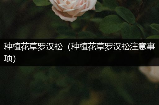 种植花草罗汉松（种植花草罗汉松注意事项）