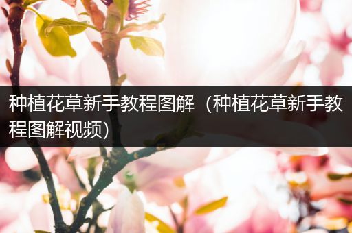 种植花草新手教程图解（种植花草新手教程图解视频）