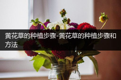 黄花草的种植步骤-黄花草的种植步骤和方法