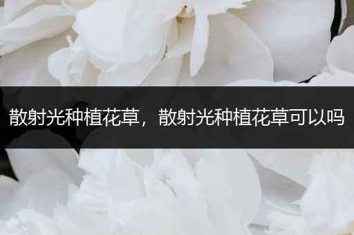 散射光种植花草，散射光种植花草可以吗