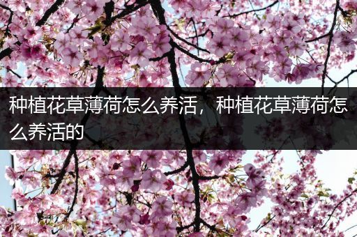 种植花草薄荷怎么养活，种植花草薄荷怎么养活的