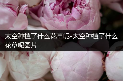 太空种植了什么花草呢-太空种植了什么花草呢图片