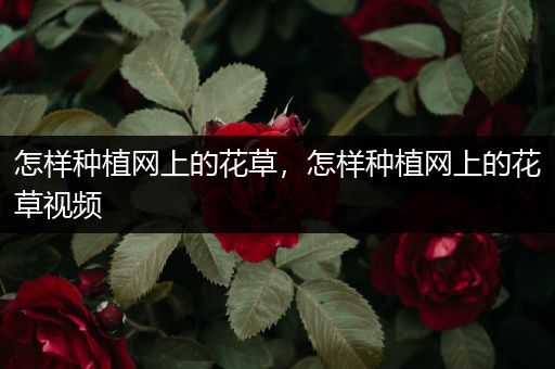 怎样种植网上的花草，怎样种植网上的花草视频
