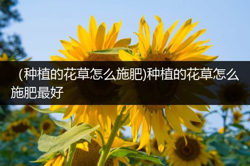 （种植的花草怎么施肥)种植的花草怎么施肥最好