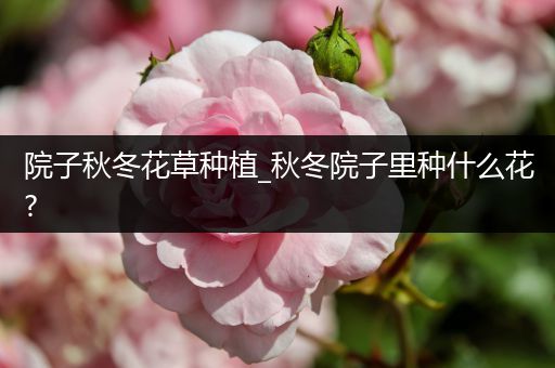 院子秋冬花草种植_秋冬院子里种什么花?