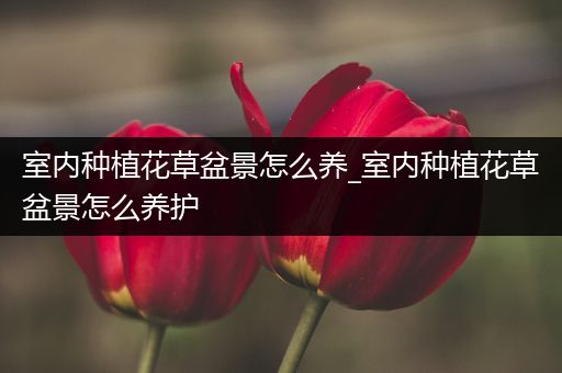 室内种植花草盆景怎么养_室内种植花草盆景怎么养护