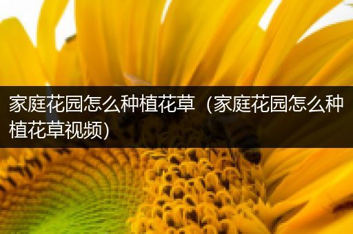 家庭花园怎么种植花草（家庭花园怎么种植花草视频）
