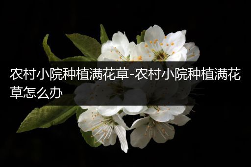 农村小院种植满花草-农村小院种植满花草怎么办