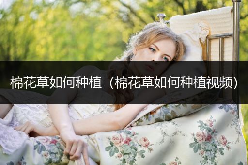 棉花草如何种植（棉花草如何种植视频）