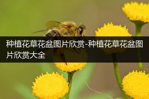 种植花草花盆图片欣赏-种植花草花盆图片欣赏大全