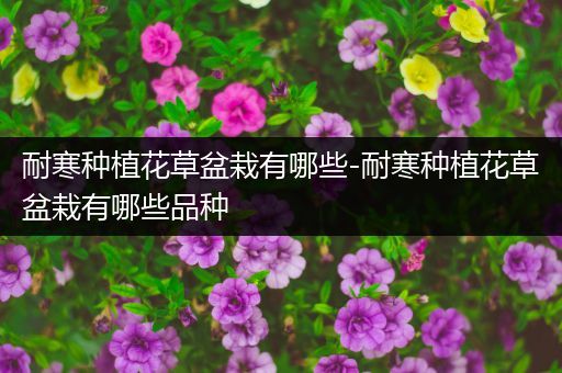 耐寒种植花草盆栽有哪些-耐寒种植花草盆栽有哪些品种