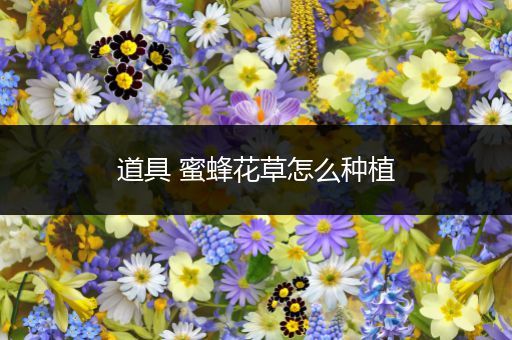 道具 蜜蜂花草怎么种植