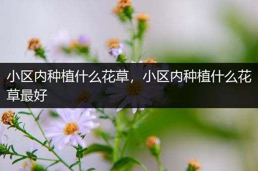 小区内种植什么花草，小区内种植什么花草最好