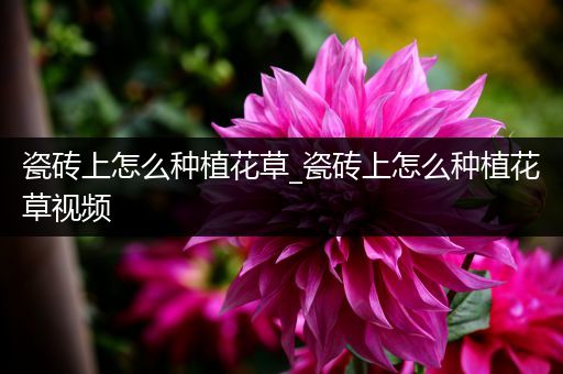 瓷砖上怎么种植花草_瓷砖上怎么种植花草视频