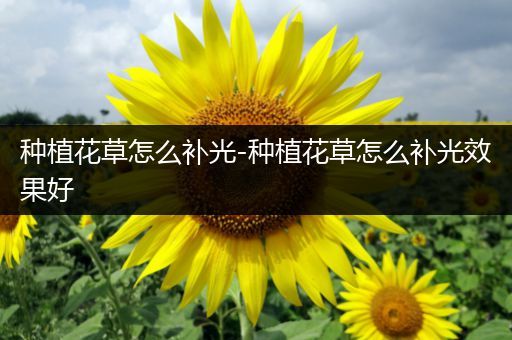 种植花草怎么补光-种植花草怎么补光效果好