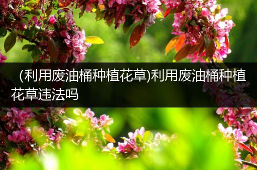 （利用废油桶种植花草)利用废油桶种植花草违法吗