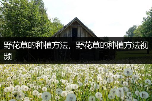 野花草的种植方法，野花草的种植方法视频