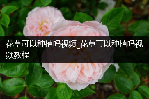 花草可以种植吗视频_花草可以种植吗视频教程