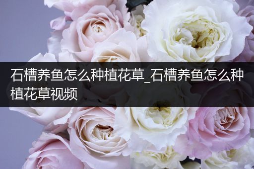 石槽养鱼怎么种植花草_石槽养鱼怎么种植花草视频