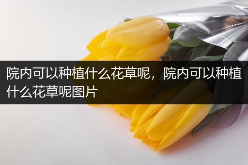 院内可以种植什么花草呢，院内可以种植什么花草呢图片