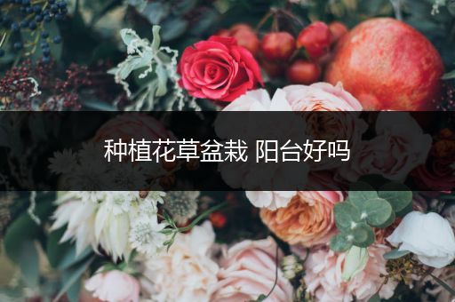 种植花草盆栽 阳台好吗
