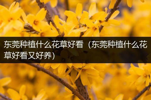 东莞种植什么花草好看（东莞种植什么花草好看又好养）