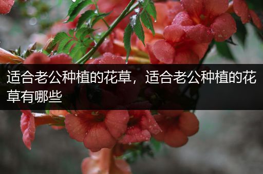 适合老公种植的花草，适合老公种植的花草有哪些