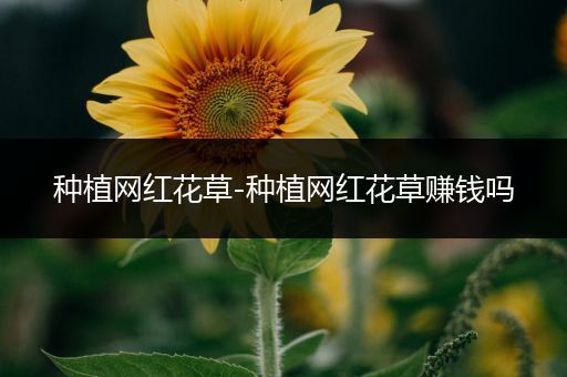 种植网红花草-种植网红花草赚钱吗
