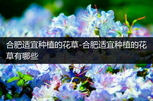 合肥适宜种植的花草-合肥适宜种植的花草有哪些