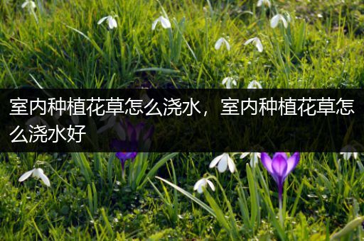 室内种植花草怎么浇水，室内种植花草怎么浇水好