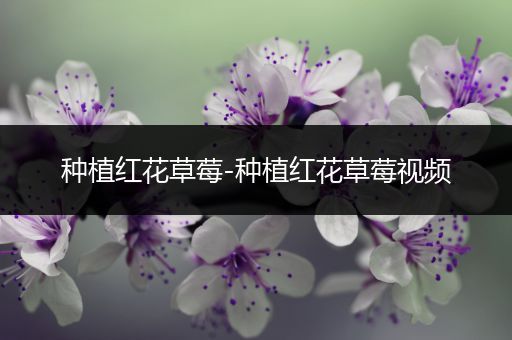 种植红花草莓-种植红花草莓视频
