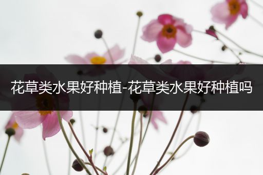 花草类水果好种植-花草类水果好种植吗
