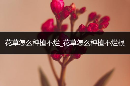 花草怎么种植不烂_花草怎么种植不烂根