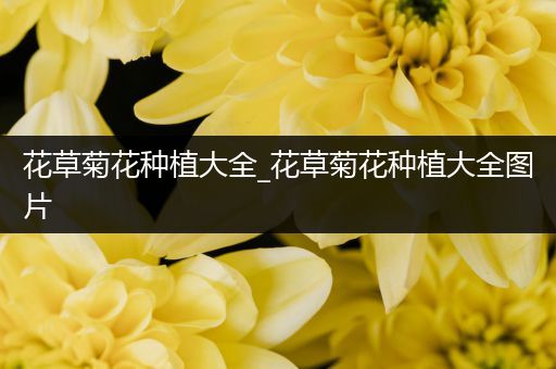 花草菊花种植大全_花草菊花种植大全图片