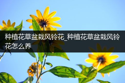 种植花草盆栽风铃花_种植花草盆栽风铃花怎么养