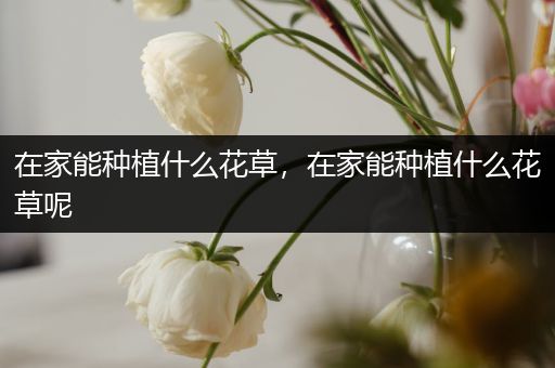 在家能种植什么花草，在家能种植什么花草呢