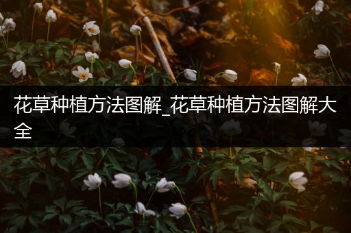 花草种植方法图解_花草种植方法图解大全