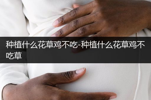 种植什么花草鸡不吃-种植什么花草鸡不吃草