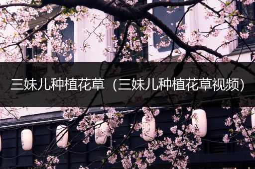 三妹儿种植花草（三妹儿种植花草视频）
