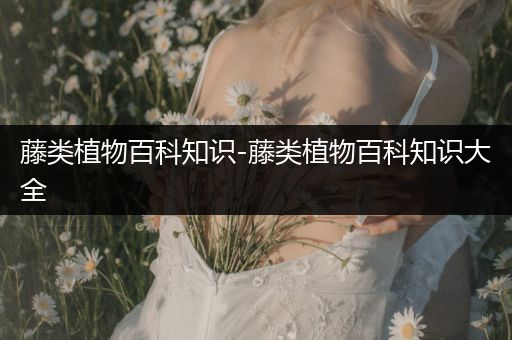 藤类植物百科知识-藤类植物百科知识大全