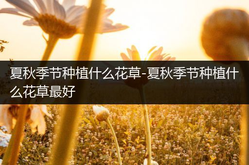 夏秋季节种植什么花草-夏秋季节种植什么花草最好