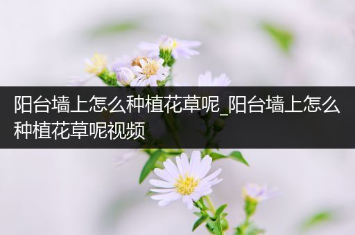 阳台墙上怎么种植花草呢_阳台墙上怎么种植花草呢视频