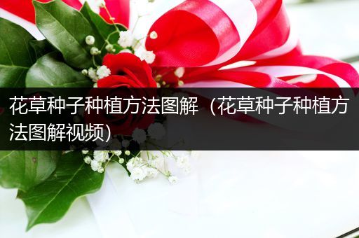 花草种子种植方法图解（花草种子种植方法图解视频）