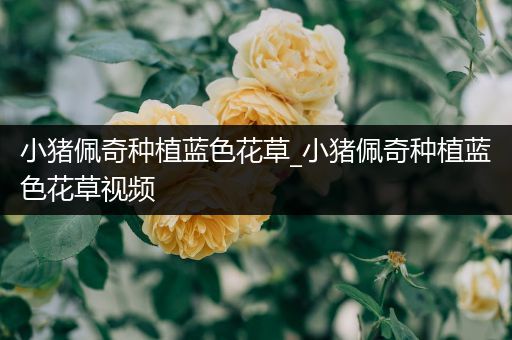 小猪佩奇种植蓝色花草_小猪佩奇种植蓝色花草视频
