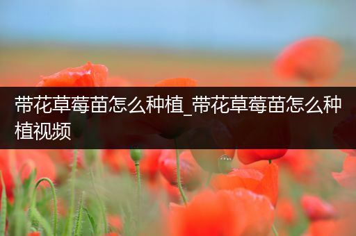 带花草莓苗怎么种植_带花草莓苗怎么种植视频